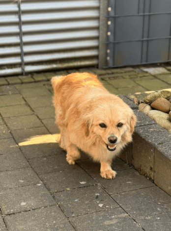 2025 03 08 22 26 16 strolch ❤️ kleiner kuschelkönig sucht sein glück in nordrhein westfalen rheda