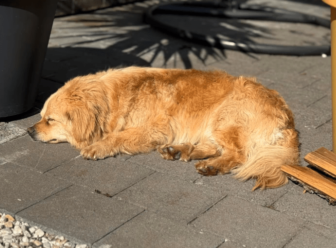 2025 03 08 22 26 21 strolch ❤️ kleiner kuschelkönig sucht sein glück in nordrhein westfalen rheda