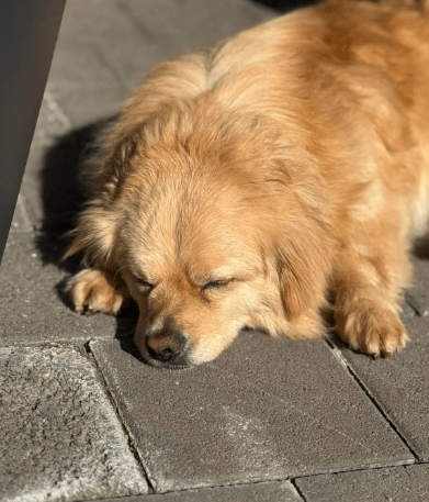 2025 03 08 22 26 26 strolch ❤️ kleiner kuschelkönig sucht sein glück in nordrhein westfalen rheda