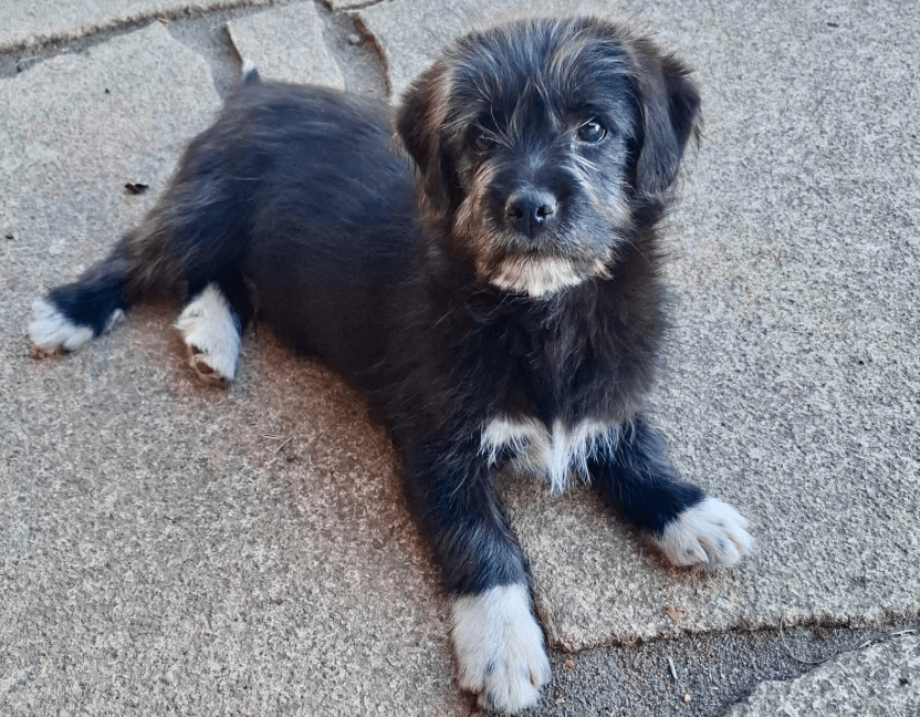 2025 03 14 14 04 01 kleiner charmeur zio ❤️ sucht seine lieblingsmenschen in bayern unterthingau