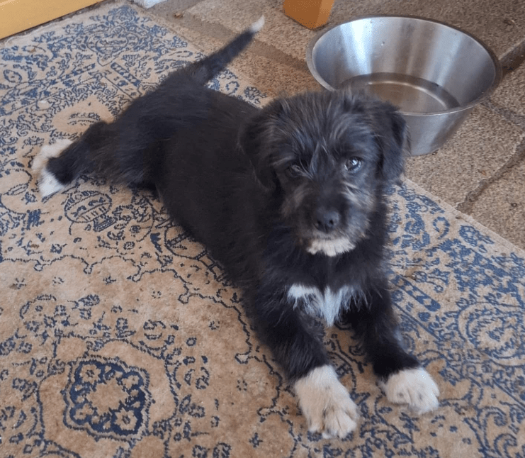 2025 03 14 14 04 05 kleiner charmeur zio ❤️ sucht seine lieblingsmenschen in bayern unterthingau