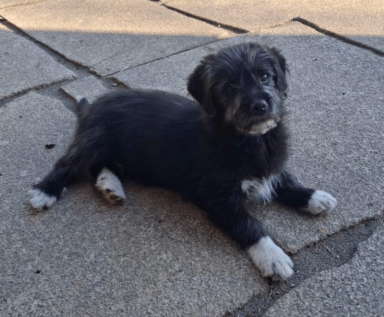 2025 03 14 14 04 13 kleiner charmeur zio ❤️ sucht seine lieblingsmenschen in bayern unterthingau