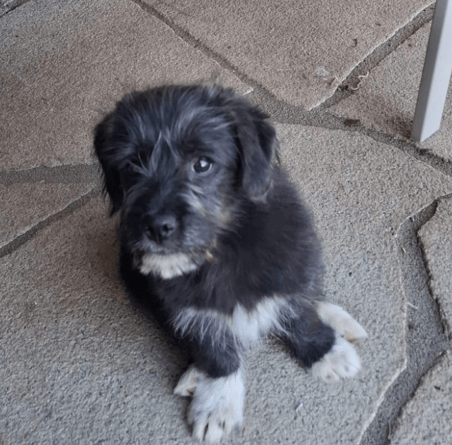 2025 03 14 14 04 17 kleiner charmeur zio ❤️ sucht seine lieblingsmenschen in bayern unterthingau