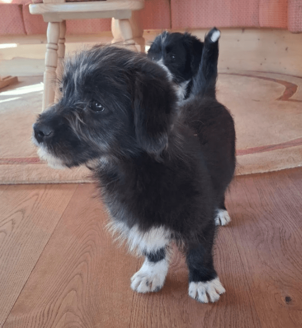 2025 03 14 14 04 22 kleiner charmeur zio ❤️ sucht seine lieblingsmenschen in bayern unterthingau