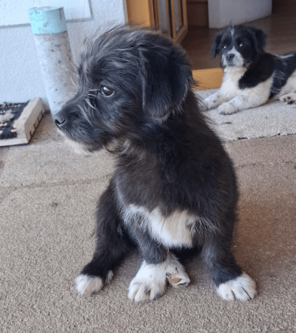 2025 03 14 14 04 26 kleiner charmeur zio ❤️ sucht seine lieblingsmenschen in bayern unterthingau