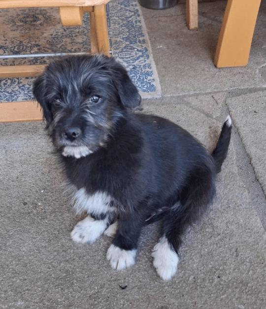 2025 03 14 14 04 31 kleiner charmeur zio ❤️ sucht seine lieblingsmenschen in bayern unterthingau