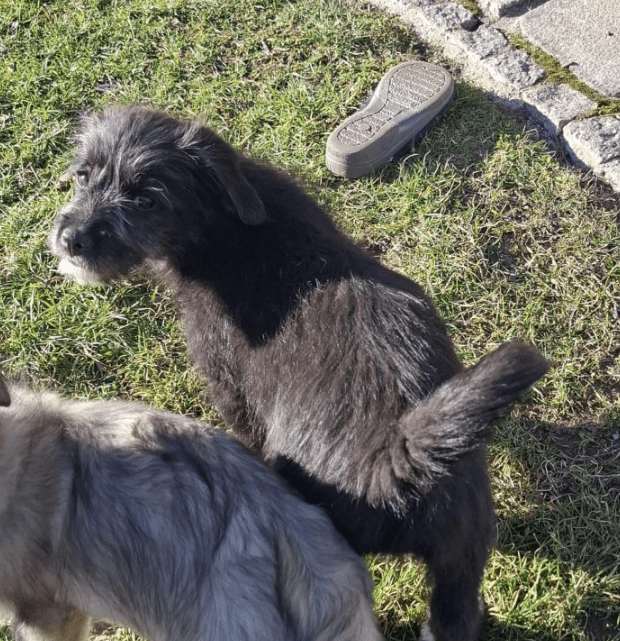 2025 03 14 14 04 41 kleiner charmeur zio ❤️ sucht seine lieblingsmenschen in bayern unterthingau