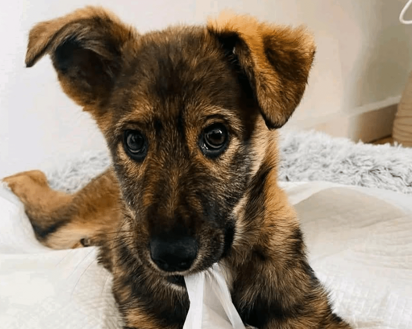 2025 03 14 14 11 11 hazel ❤️ zarte seele mit bambi blick sucht ihr glück! in bielefeld bielefeld (