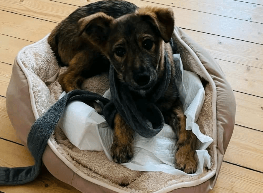 2025 03 14 14 11 20 hazel ❤️ zarte seele mit bambi blick sucht ihr glück! in bielefeld bielefeld (