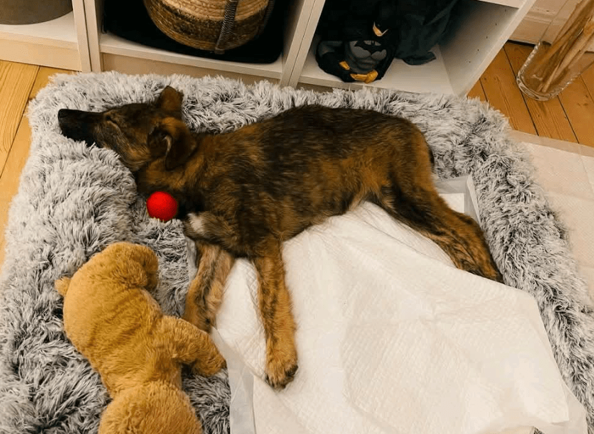 2025 03 14 14 11 25 hazel ❤️ zarte seele mit bambi blick sucht ihr glück! in bielefeld bielefeld (