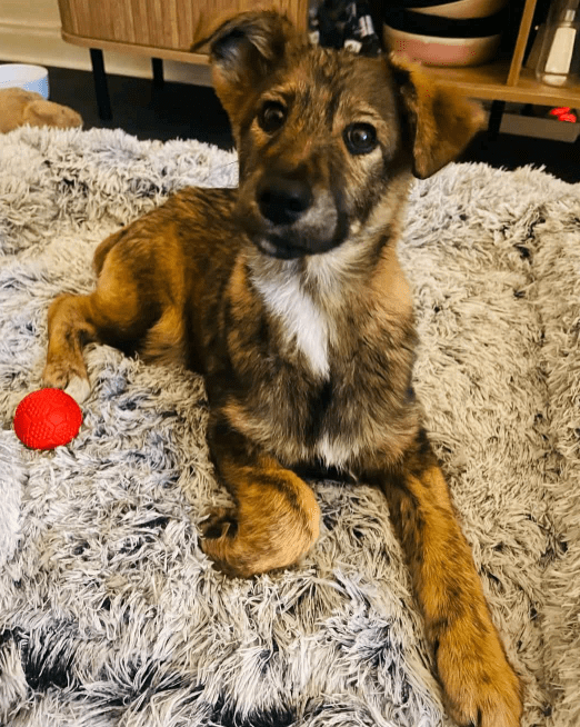 2025 03 14 14 11 28 hazel ❤️ zarte seele mit bambi blick sucht ihr glück! in bielefeld bielefeld (