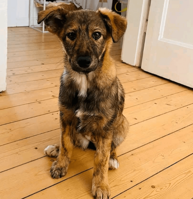 2025 03 14 14 11 42 hazel ❤️ zarte seele mit bambi blick sucht ihr glück! in bielefeld bielefeld (