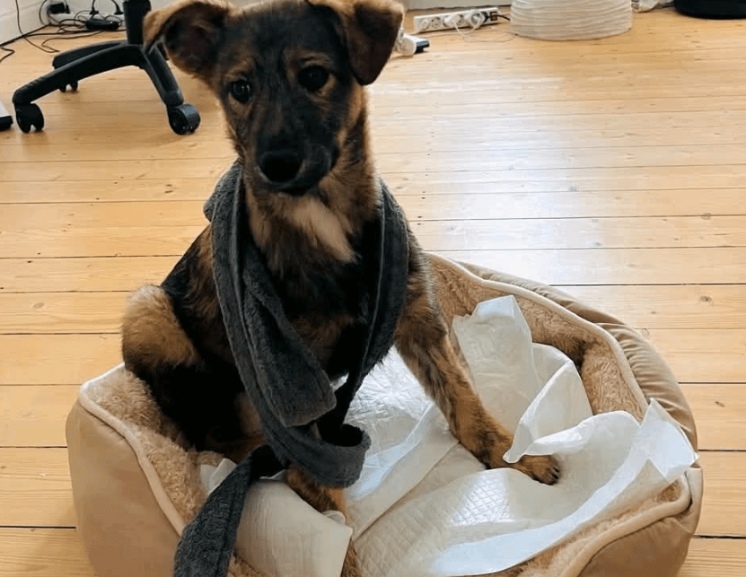 2025 03 14 14 11 47 hazel ❤️ zarte seele mit bambi blick sucht ihr glück! in bielefeld bielefeld (