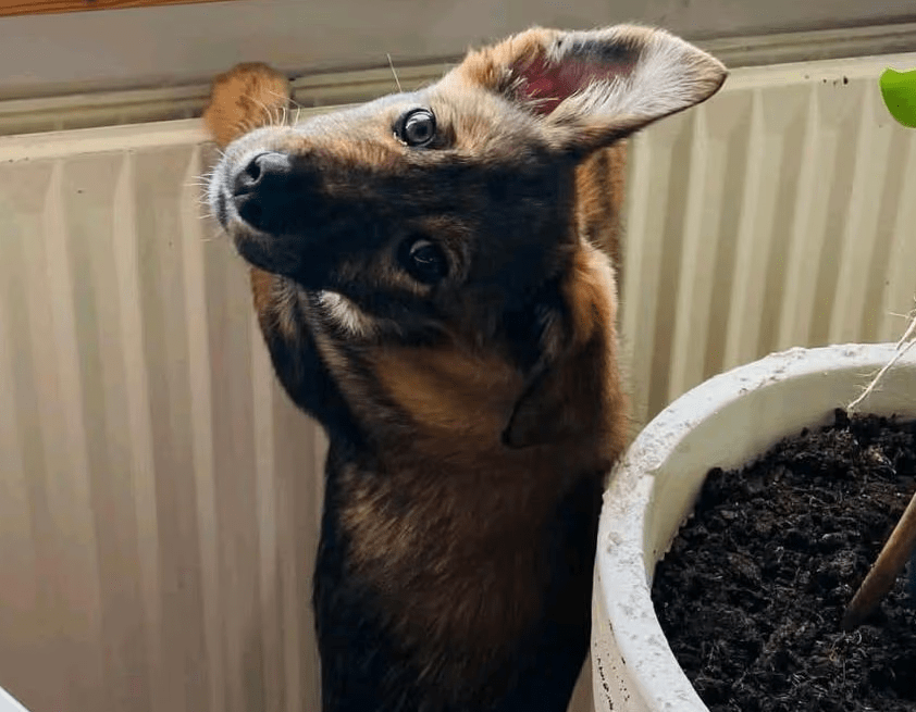 2025 03 14 14 11 53 hazel ❤️ zarte seele mit bambi blick sucht ihr glück! in bielefeld bielefeld (