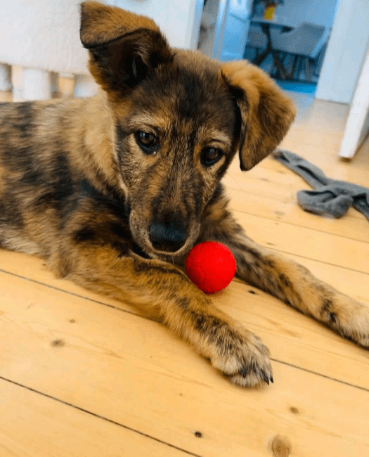 2025 03 14 14 12 05 hazel ❤️ zarte seele mit bambi blick sucht ihr glück! in bielefeld bielefeld (