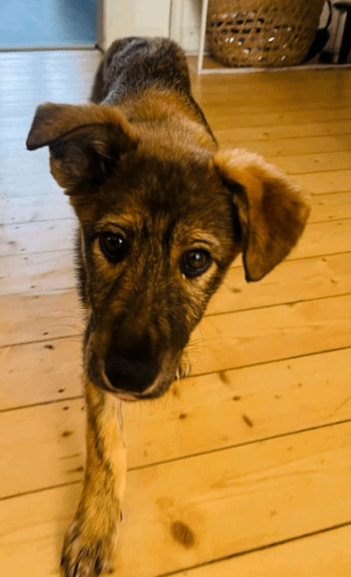 2025 03 14 14 12 12 hazel ❤️ zarte seele mit bambi blick sucht ihr glück! in bielefeld bielefeld (