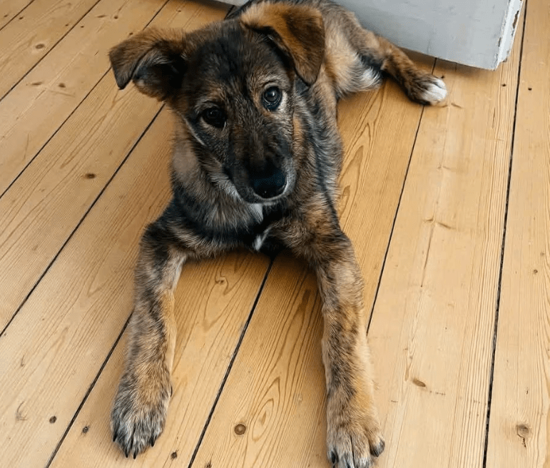 2025 03 14 14 12 16 hazel ❤️ zarte seele mit bambi blick sucht ihr glück! in bielefeld bielefeld (