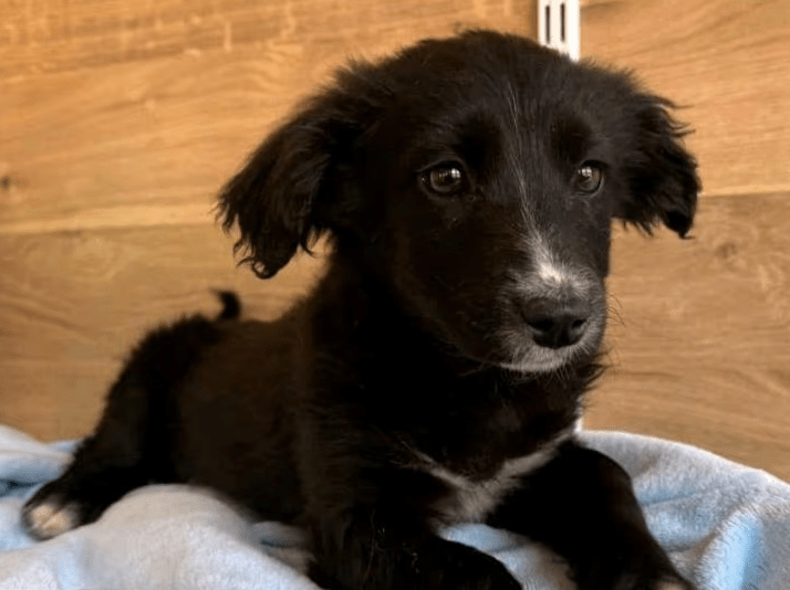 2025 03 14 14 46 21 loki ♥️ kleiner sonnenschein auf vier pfoten in bayern wendelstein mischling
