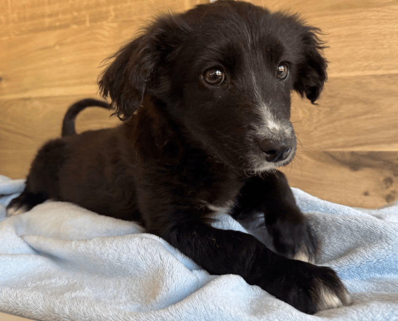 2025 03 14 14 46 26 loki ♥️ kleiner sonnenschein auf vier pfoten in bayern wendelstein mischling