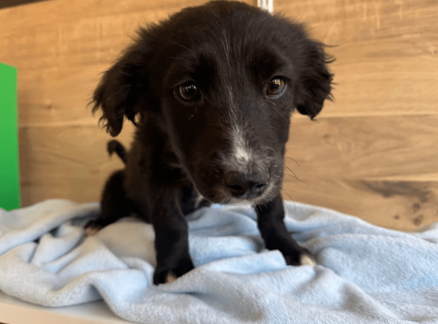 2025 03 14 14 46 31 loki ♥️ kleiner sonnenschein auf vier pfoten in bayern wendelstein mischling