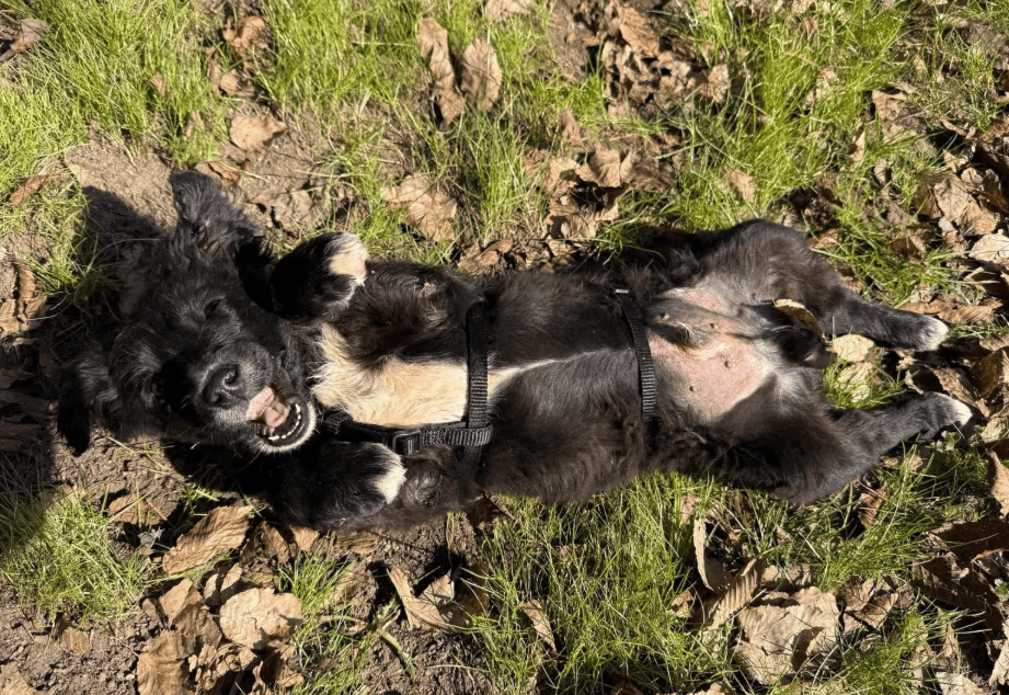 2025 03 14 14 46 34 loki ♥️ kleiner sonnenschein auf vier pfoten in bayern wendelstein mischling