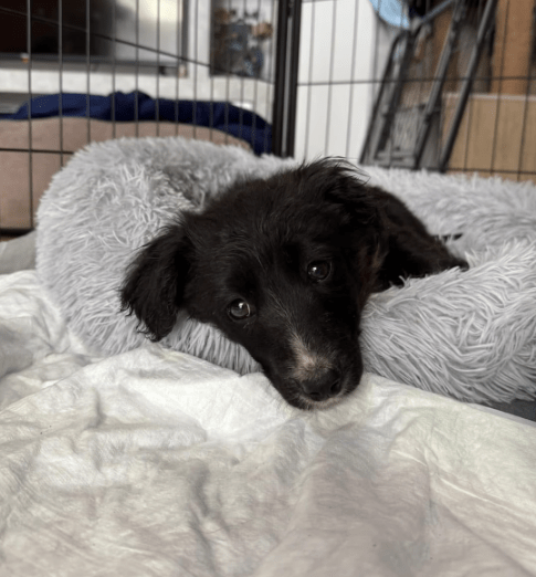 2025 03 14 14 46 39 loki ♥️ kleiner sonnenschein auf vier pfoten in bayern wendelstein mischling