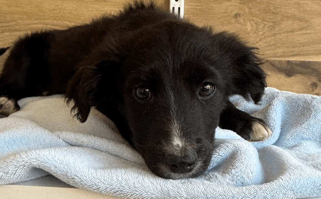 2025 03 14 14 46 49 loki ♥️ kleiner sonnenschein auf vier pfoten in bayern wendelstein mischling