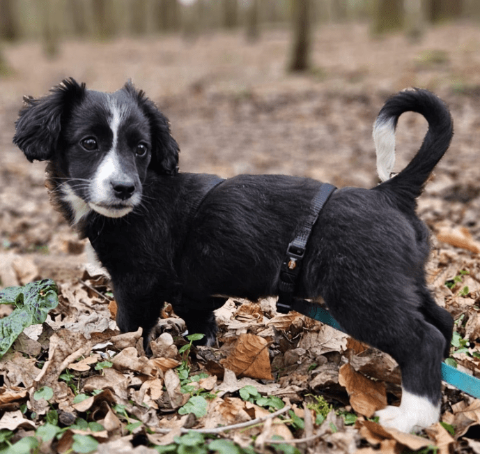 2025 03 14 14 57 13 juri ❤️ charmanter wirbelwind auf vier pfoten in nordrhein westfalen nordkirch