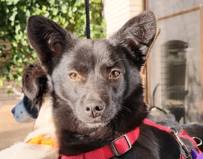 2025 03 20 18 13 25 hugo ❤️ kleiner herzensbrecher sucht seine menschen! in niedersachsen wedemark