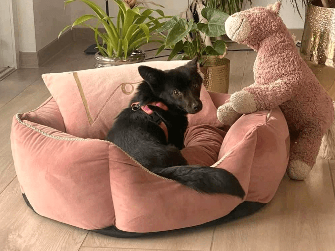 2025 03 20 18 13 29 hugo ❤️ kleiner herzensbrecher sucht seine menschen! in niedersachsen wedemark