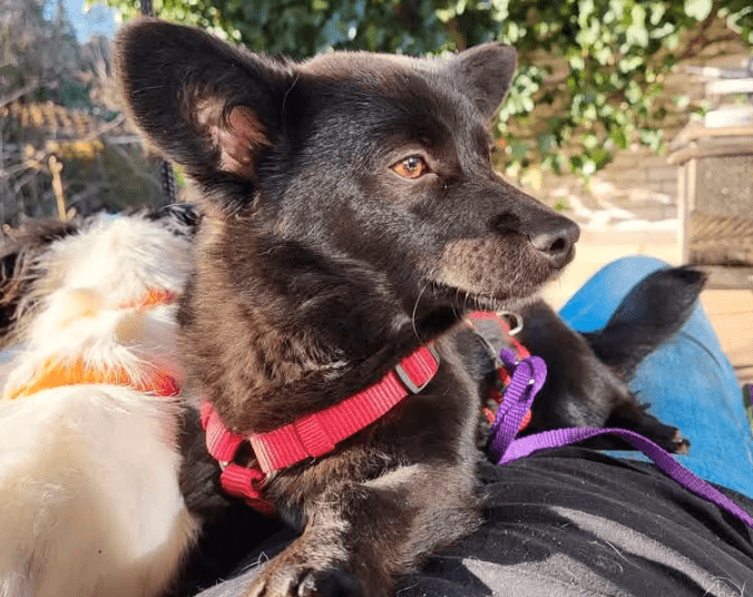 2025 03 20 18 13 33 hugo ❤️ kleiner herzensbrecher sucht seine menschen! in niedersachsen wedemark