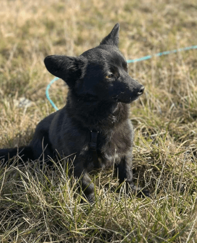 2025 03 20 18 13 37 hugo ❤️ kleiner herzensbrecher sucht seine menschen! in niedersachsen wedemark
