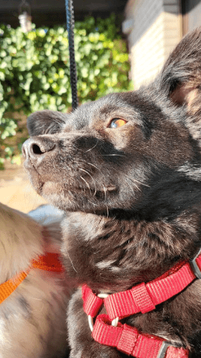 2025 03 20 18 13 41 hugo ❤️ kleiner herzensbrecher sucht seine menschen! in niedersachsen wedemark