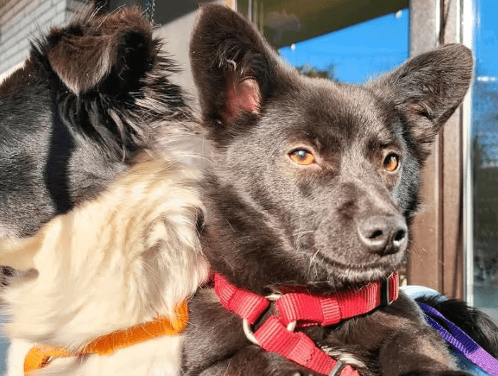 2025 03 20 18 13 45 hugo ❤️ kleiner herzensbrecher sucht seine menschen! in niedersachsen wedemark