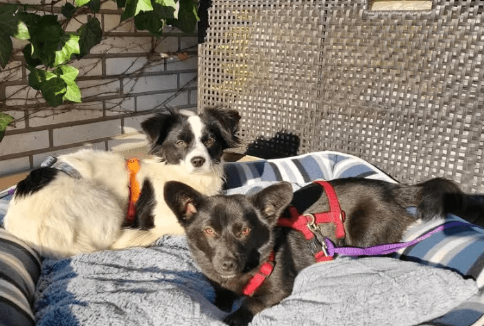 2025 03 20 18 13 50 hugo ❤️ kleiner herzensbrecher sucht seine menschen! in niedersachsen wedemark