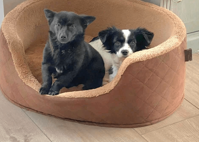 2025 03 20 18 13 56 hugo ❤️ kleiner herzensbrecher sucht seine menschen! in niedersachsen wedemark