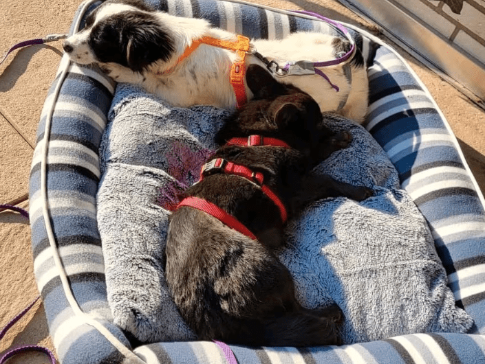 2025 03 20 18 14 00 hugo ❤️ kleiner herzensbrecher sucht seine menschen! in niedersachsen wedemark