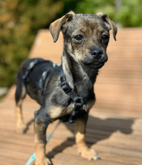 2025 03 24 15 31 43 graciella ❤️ prinzessin auf 4 pfoten in bayern saulgrub mischlinge und misch