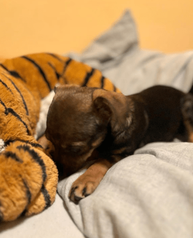 2025 03 24 15 31 48 graciella ❤️ prinzessin auf 4 pfoten in bayern saulgrub mischlinge und misch