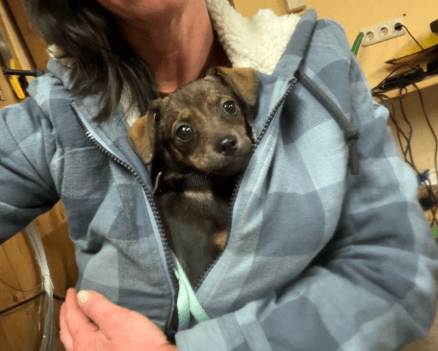 2025 03 24 15 31 53 graciella ❤️ prinzessin auf 4 pfoten in bayern saulgrub mischlinge und misch