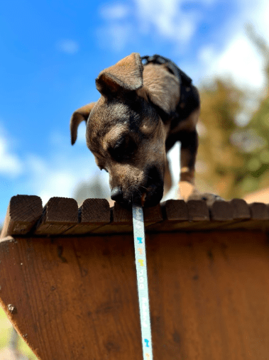 2025 03 24 15 31 58 graciella ❤️ prinzessin auf 4 pfoten in bayern saulgrub mischlinge und misch
