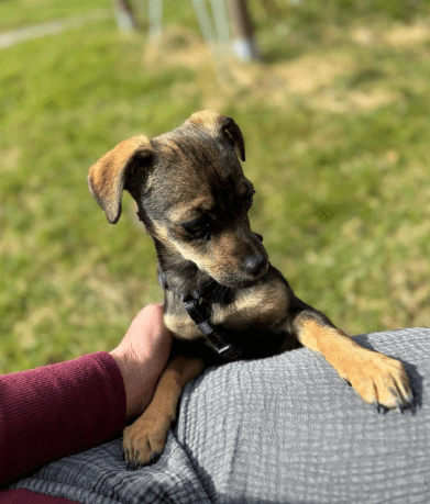 2025 03 24 15 32 03 graciella ❤️ prinzessin auf 4 pfoten in bayern saulgrub mischlinge und misch