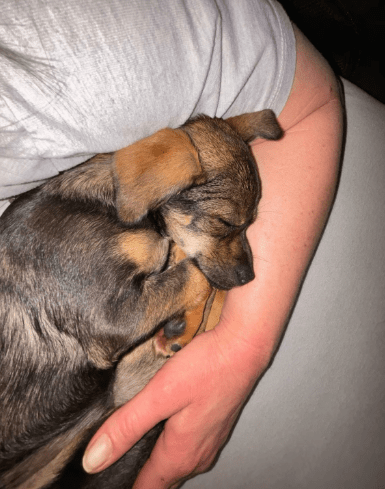 2025 03 24 15 32 08 graciella ❤️ prinzessin auf 4 pfoten in bayern saulgrub mischlinge und misch