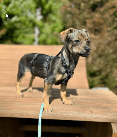2025 03 24 15 32 13 graciella ❤️ prinzessin auf 4 pfoten in bayern saulgrub mischlinge und misch