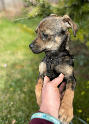 2025 03 24 15 32 21 graciella ❤️ prinzessin auf 4 pfoten in bayern saulgrub mischlinge und misch