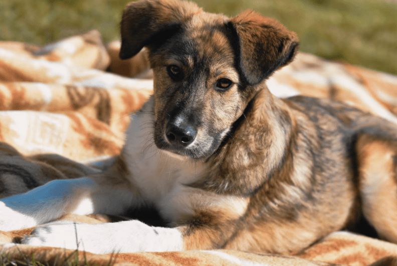 2025 04 06 09 27 57 toller hunter ❤ sucht liebevolles zuhause! in niedersachsen edemissen mischl
