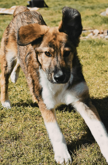 2025 04 06 09 28 02 toller hunter ❤ sucht liebevolles zuhause! in niedersachsen edemissen mischl