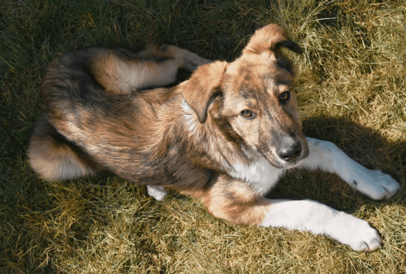 2025 04 06 09 28 11 toller hunter ❤ sucht liebevolles zuhause! in niedersachsen edemissen mischl