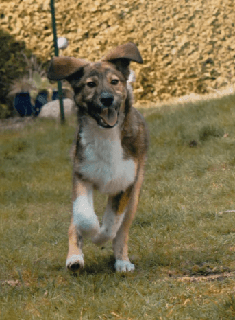 2025 04 06 09 28 16 toller hunter ❤ sucht liebevolles zuhause! in niedersachsen edemissen mischl