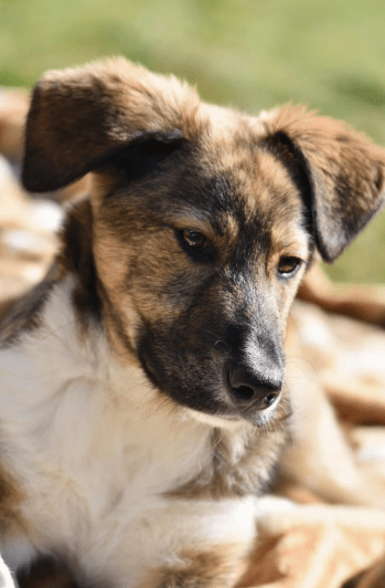 2025 04 06 09 28 20 toller hunter ❤ sucht liebevolles zuhause! in niedersachsen edemissen mischl